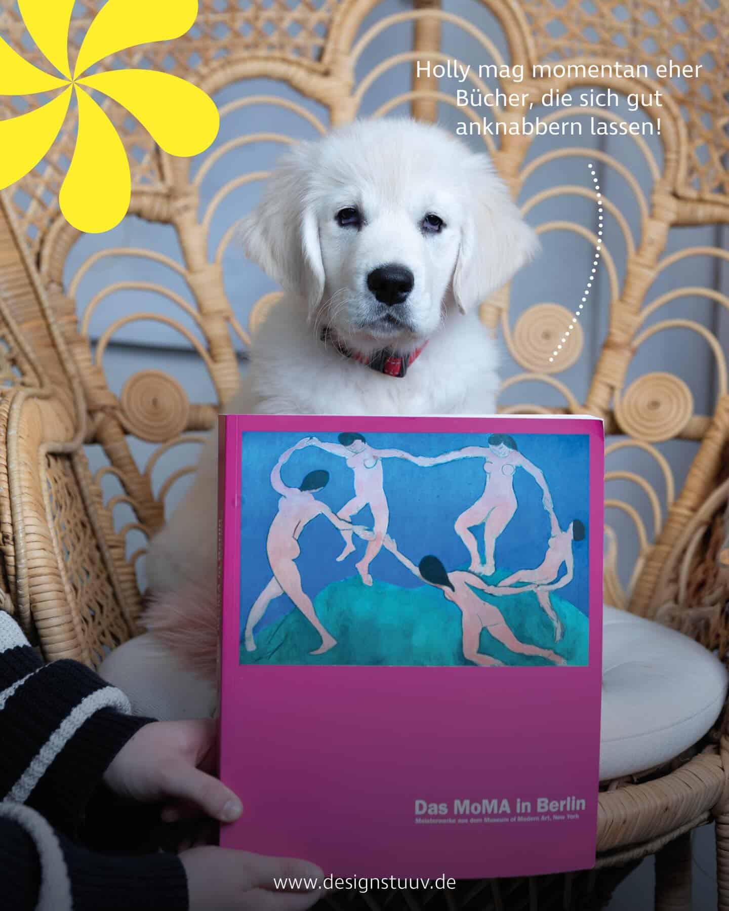 Designstuuv werbeagentur 1769709600 3820085218544245776 834835424